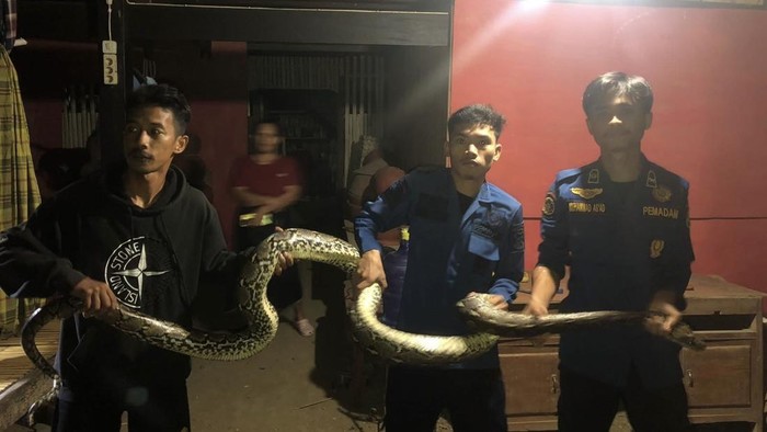 Damkar Sidrap evakuasi ular piton 4 meter yang masuk ke toilet warga.