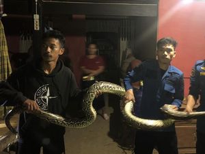 Untung Ketahuan! Ular Piton Ini Ditangkap di Toilet Rumah Warga Sidrap
