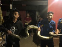Untung Ketahuan! Ular Piton Ini Ditangkap di Toilet Rumah Warga Sidrap