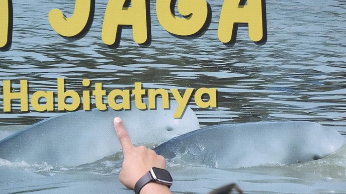 Sejumlah pengunjung menaiki perahu motor untuk mengamati Pesut Mahakam (Orcaella brevirostris) di Desa Wisata Pela di Kutai Kartanegara, Kalimantan Timur, Minggu (4/1/2026). Desa yang dikembangkan sebagai destinasi Green Tourism dan berkelanjutan itu juga menawarkan wisata konservasi Pesut Mahakam yakni mamalia sejenis lumba-lumba yang termasuk hewan dilindungi yang populasinya sekitar 60 ekor. ANTARA FOTO/M Risyal Hidayat/YU