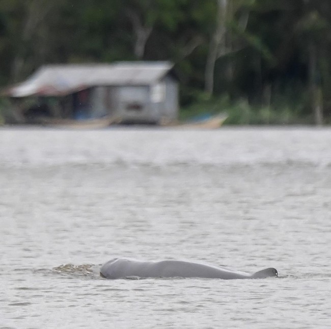 Melihat Langsung Pesut Mahakam di Desa Wisata Pela
