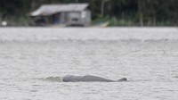 Seekor pesut Mahakam berenang di Desa Wisata Pela. Mamalia sejenis lumba-lumba yang termasuk hewan dilindungi itu populasinya tinggal sekitar 60 ekor.