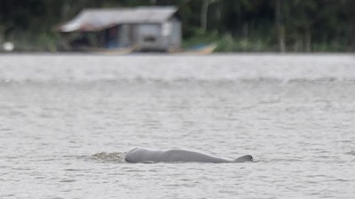 Melihat Langsung Pesut Mahakam di Desa Wisata Pela