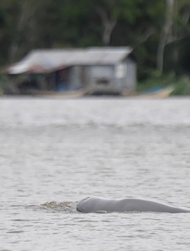 Melihat Langsung Pesut Mahakam di Desa Wisata Pela