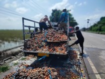 Pikap Muat Telur Terbakar di Indramayu, Diduga Akibat Puntung Rokok
