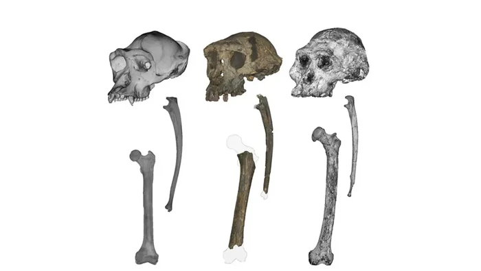 Tengkorak, tulang ulna, dan tulang paha (dari kiri ke kanan): simpanse, Sahelanthropus, dan Australopithecus.