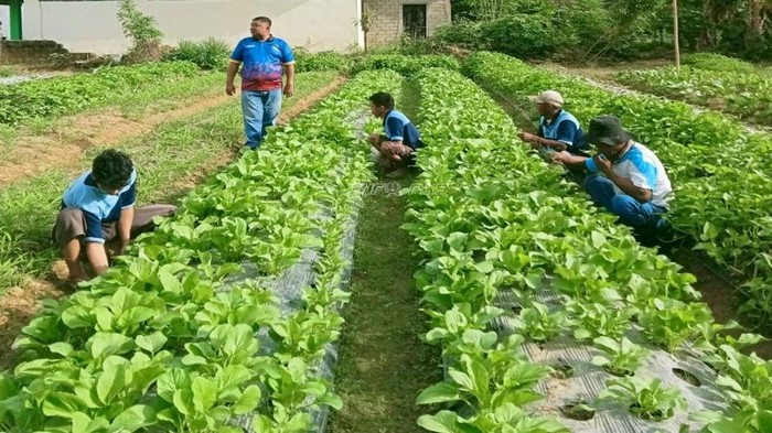 Geliat Ketahanan Pangan di Lapas Awal 2026: Panen Sayur hingga Produksi VCO