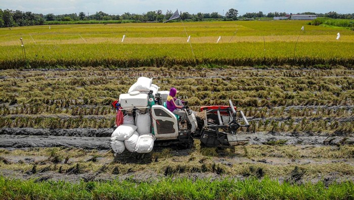 Foto udara petani memanen padi menggunakan mesin pertanian di Jatikalen, Nganjuk, Jawa Timur, Senin (5/1/2026). Badan Pusat Statistik (BPS) mencatat pada November 2025, luas panen padi Indonesia mencapai 0,57 juta hektare dengan produksi padi diperkirakan sebanyak 3,20 juta ton gabah kering giling (GKG) yang jika dikonversikan menjadi beras diperkirakan mencapai sekitar 1,85 juta ton beras untuk dikonsumsi masyarakat. ANTARA FOTO/Muhammad Mada/nz