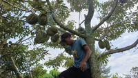Rohmatullah menanam buah durian bawor di lahan seluas satu hektar di Desa Jokarto, Kecamatan Tempeh, Lumajang.
