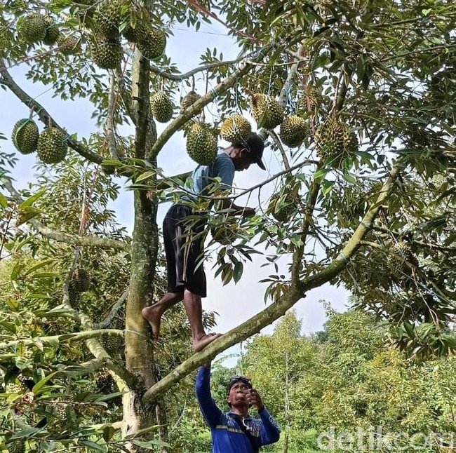 Melihat Budidaya Durian Bawor di Lumajang