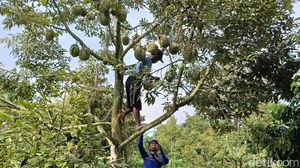 Melihat Budidaya Durian Bawor di Lumajang