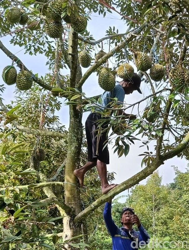 Melihat Budidaya Durian Bawor di Lumajang