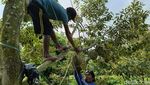 Melihat Budidaya Durian Bawor di Lumajang