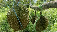 Satu buah durian bawor bisa mencapai berat 8 kilogram. Buah durian premium ini dijual seharga Rp 80.000 per kilogramnya. Dari budidaya durian premium jenis bawor ini, Rohmatullah bisa meraup cuan hingga Rp 300 juta setiap panen