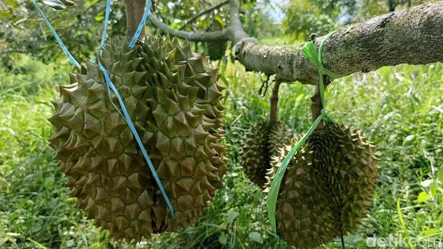 Melihat Budidaya Durian Bawor di Lumajang