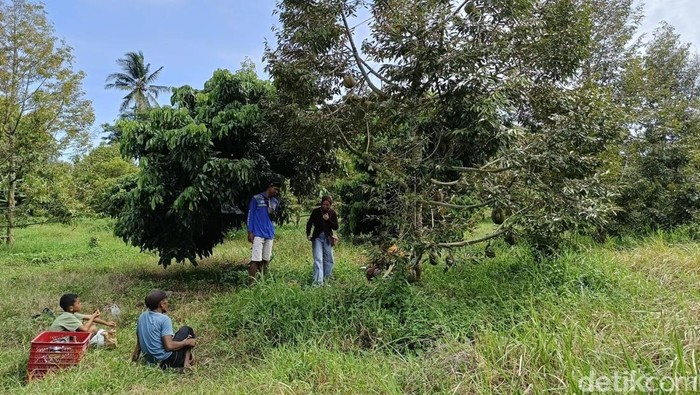 Melihat Budidaya Durian Bawor di Lumajang