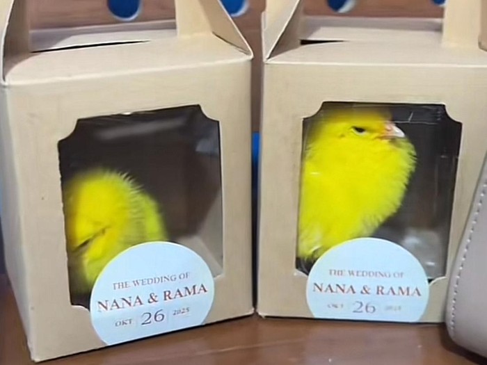 Pengantin memberikan souvenir unik berupa anak ayam warna-warni.