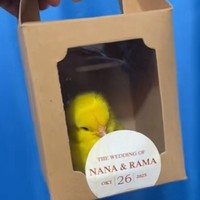 Viral! Pengantin Bagikan Souvenir 100 Anak Ayam Warna-warni, Tuai Kritik