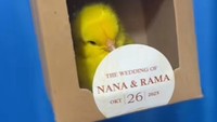 Viral! Pengantin Bagikan Souvenir 100 Anak Ayam Warna-warni, Tuai Kritik