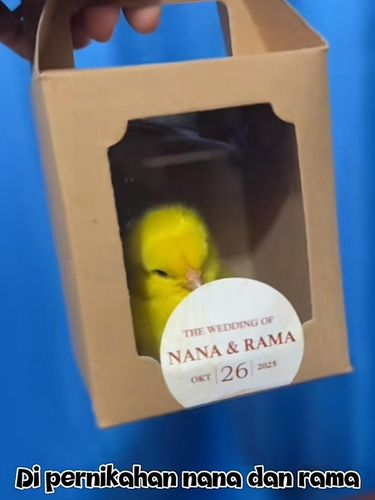 Pengantin memberikan souvenir unik berupa anak ayam warna-warni.
