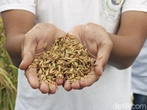 Krisis Iklim Rusak Tanah Kimia, Petani Milenial Beralih ke Organik