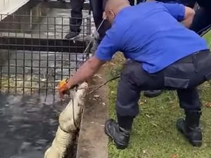 Damkar Tangkap Buaya 2,5 Meter di Area Pabrik Banyuasin