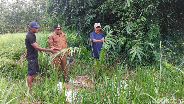 Tanaman sawit di Desa Cigobang, Kabupaten Cirebon.