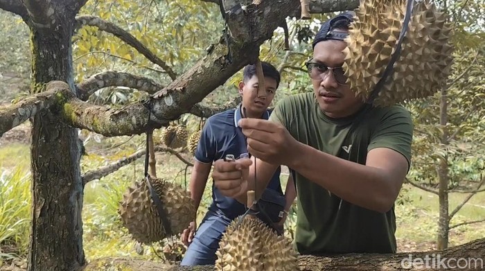 Momen pembeli memetik buah durian pilihannya di kebun Desa Sampok Kecamatan Gunungwungkal, Pati, Senin (5/1/2026).