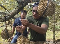 Petik Durian Premium dari Kebun di Pati, Harga Tertinggi Capai Rp 1 Juta