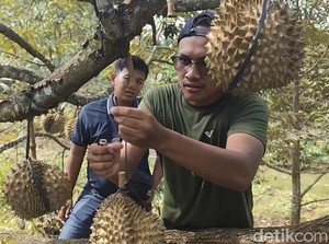 Petik Durian Premium dari Kebun di Pati, Harga Tertinggi Capai Rp 1 Juta