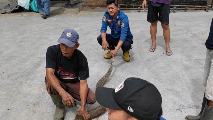 Got Rumah Warga Boyolali Mampet, Ternyata Ada Ular Piton 4 Meter Ngumpet