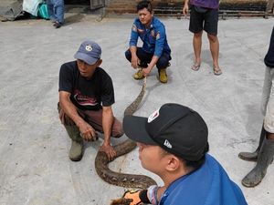 Got Rumah Warga Boyolali Mampet, Ternyata Ada Ular Piton 4 Meter Ngumpet