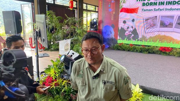 drh. Bongot Huaso Mulia, dokter hewa yang memantau perkembangan bayi dan induk giant panda di Taman Safari Bogor