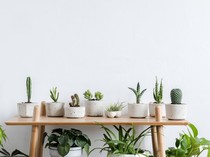 4 Tanaman Hias Ini Bikin Ruangan Wangi dan Segar Sepanjang Hari