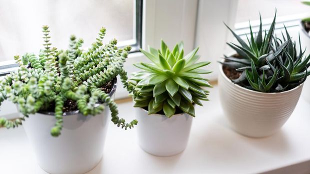 green succulent plants in white flower pots on white background near the window.