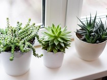 Jangan Salah Pilih! 7 Tanaman Ini Berbahaya Disimpan dalam Rumah