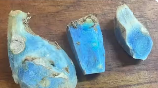 kunyit biru kunyit biru