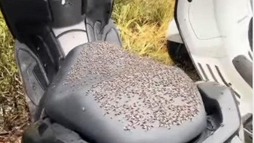 Kerumunan lalat hinggap di sadel motor warga di Kintamani, beberapa waktu lalu.