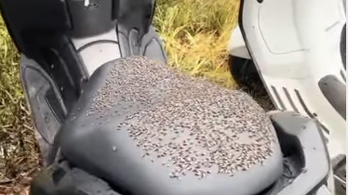 Hiii..., Kintamani Diserbu Lalat