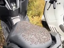 Hiii..., Kintamani Diserbu Lalat