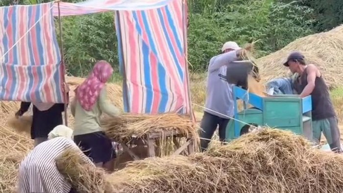 Mengenal Marsialap Ari, Tradisi Gotong Royong Masyarakat Mandailing
