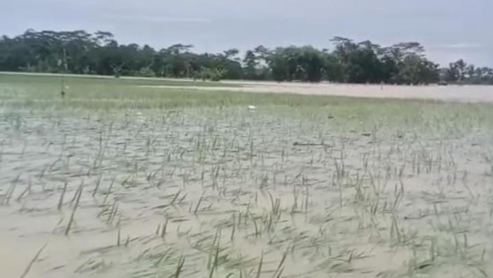Ratusan Hektare Sawah di Pandeglang Terancam Gagal Panen Usai Kebanjiran