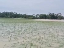 Ratusan Hektare Sawah di Pandeglang Terancam Gagal Panen Usai Kebanjiran