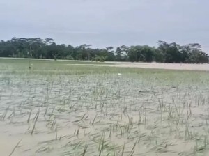 Ratusan Hektare Sawah di Pandeglang Terancam Gagal Panen Usai Kebanjiran