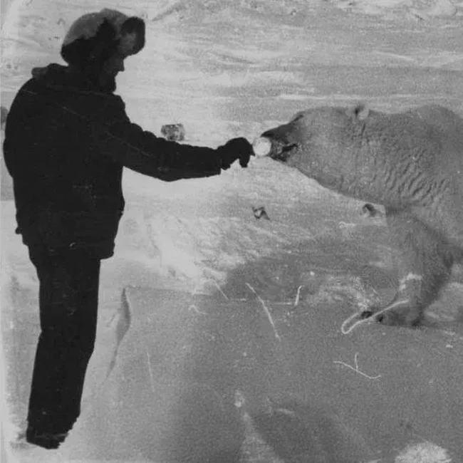 Gila atau Berani? Foto Tentara Soviet Suapi Beruang Kutub Pakai Tangan