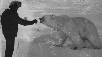 Foto-foto bersejarah yang luar biasa ini menunjukkan tentara Uni Soviet memberi makan beruang kutub dengan tangan di Semenanjung Chukchi di Siberia Timur Jauh. Foto: via Peta Pixel