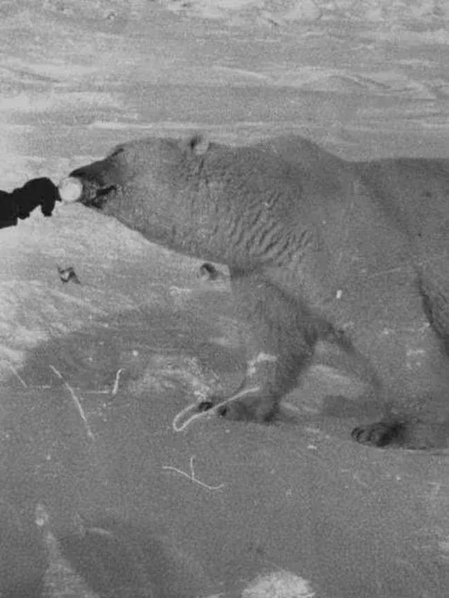 Gila atau Berani? Foto Tentara Soviet Suapi Beruang Kutub Pakai Tangan