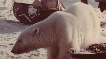 Menurut Travel Ask , sebuah situs web perjalanan Rusia, foto-foto tersebut diambil pada tahun 1950 dan menunjukkan para tentara yang merasa kasihan pada beruang ketika mereka lapar dan akan memberikan sebagian ransum mereka. Foto: via Peta Pixel