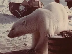 Gila atau Berani? Foto Tentara Soviet Suapi Beruang Kutub Pakai Tangan