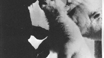 Gagasan memberi makan beruang kutub dengan tangan tampaknya benar-benar di luar nalar karena reputasi hewan yang menakutkan . Meskipun demikian, Rare Historical Photos melaporkan bahwa tentara Soviet akan memberi makan beruang-beruang itu susu kental manis dalam kaleng karena itulah barang yang mereka miliki dalam jumlah banyak. Foto: via Peta Pixel